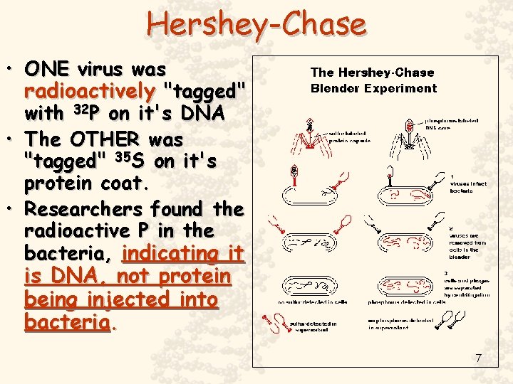 Hershey-Chase • ONE virus was radioactively "tagged" with 32 P on it's DNA •
