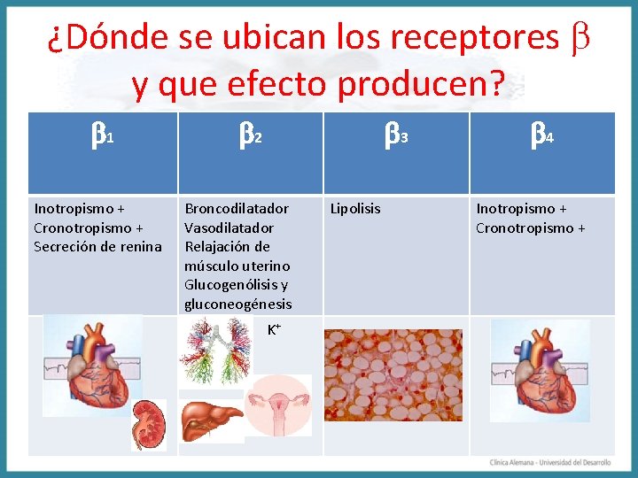 ¿Dónde se ubican los receptores y que efecto producen? 1 Inotropismo + Cronotropismo +