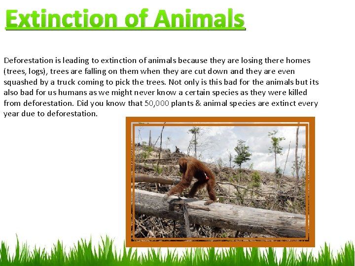 Extinction of Animals Deforestation is leading to extinction of animals because they are losing