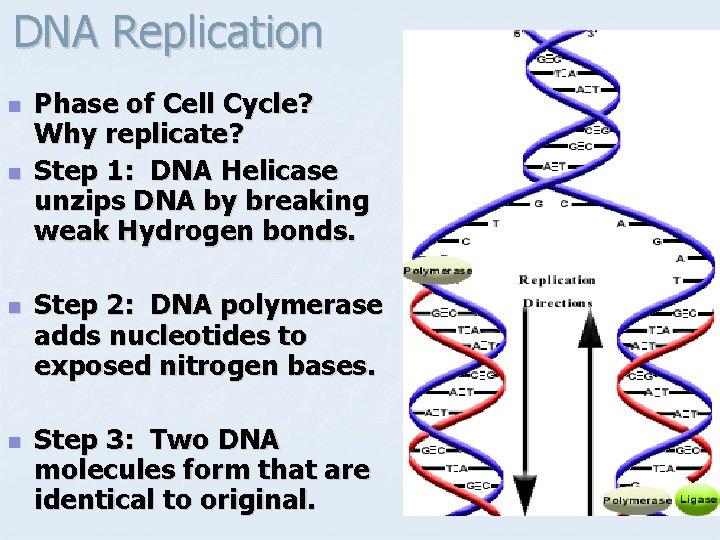 DNA Replication n n Phase of Cell Cycle? Why replicate? Step 1: DNA Helicase