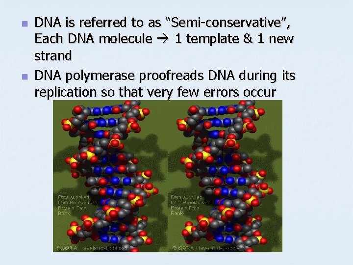 n n DNA is referred to as “Semi-conservative”, Each DNA molecule 1 template &