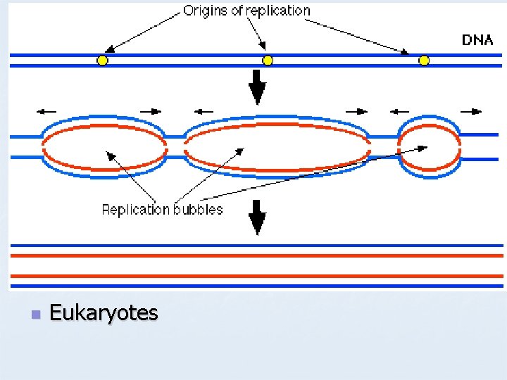 n Eukaryotes 