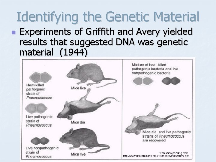 Identifying the Genetic Material n Experiments of Griffith and Avery yielded results that suggested