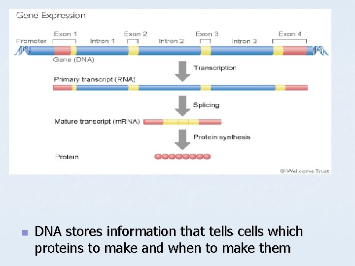 n DNA stores information that tells cells which proteins to make and when to