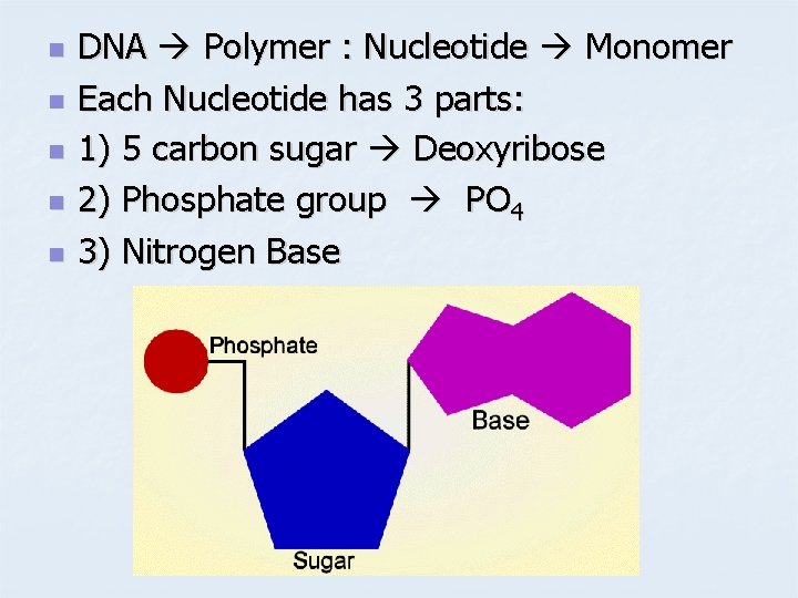 n n n DNA Polymer : Nucleotide Monomer Each Nucleotide has 3 parts: 1)