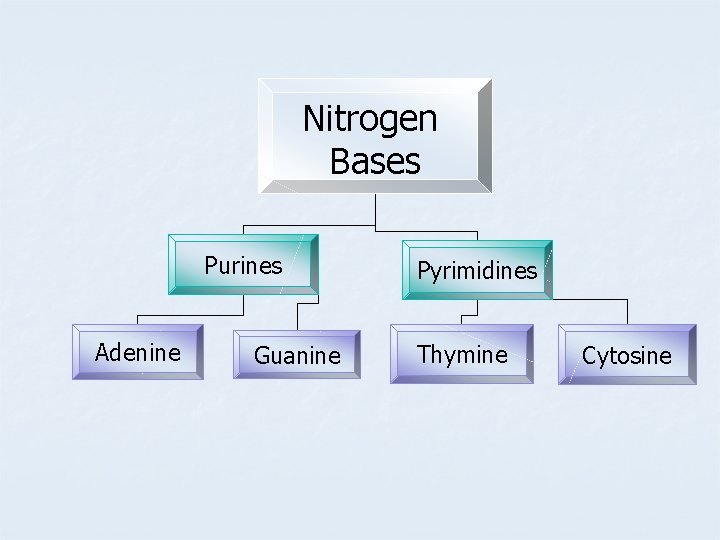 Nitrogen Bases Purines Adenine Guanine Pyrimidines Thymine Cytosine 