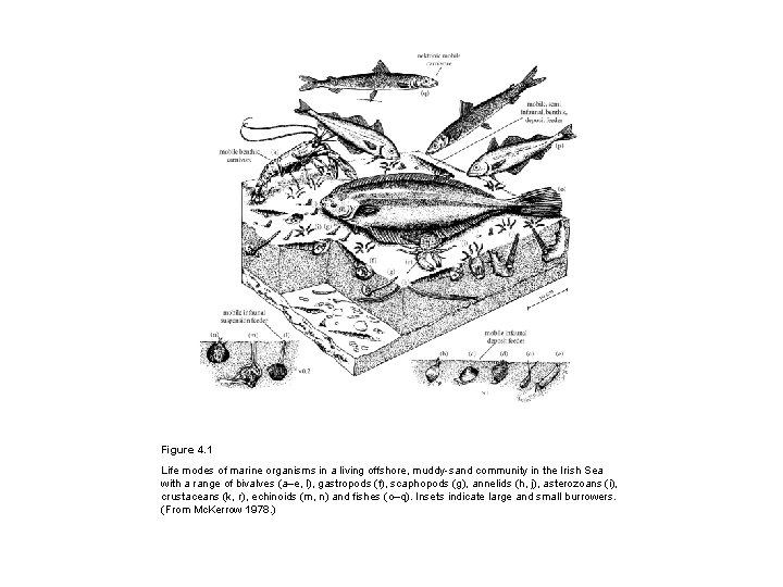 Figure 4. 1 Life modes of marine organisms in a living offshore, muddy-sand community