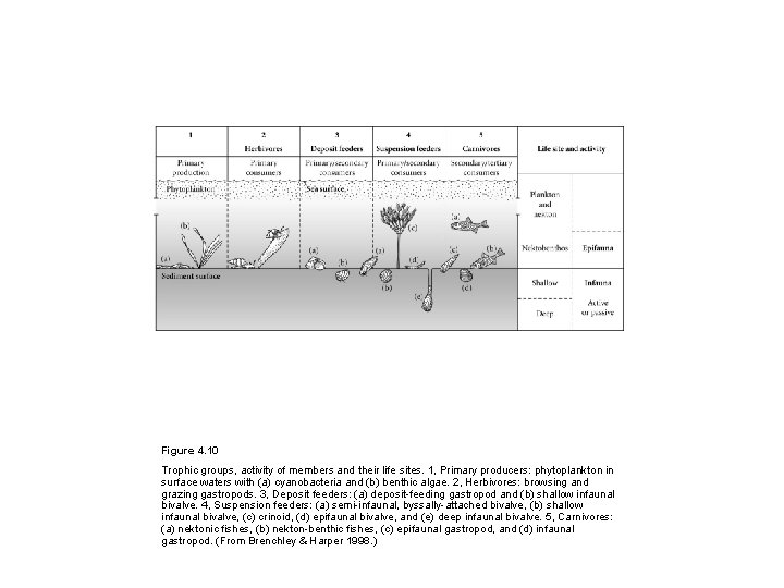 Figure 4. 10 Trophic groups, activity of members and their life sites. 1, Primary