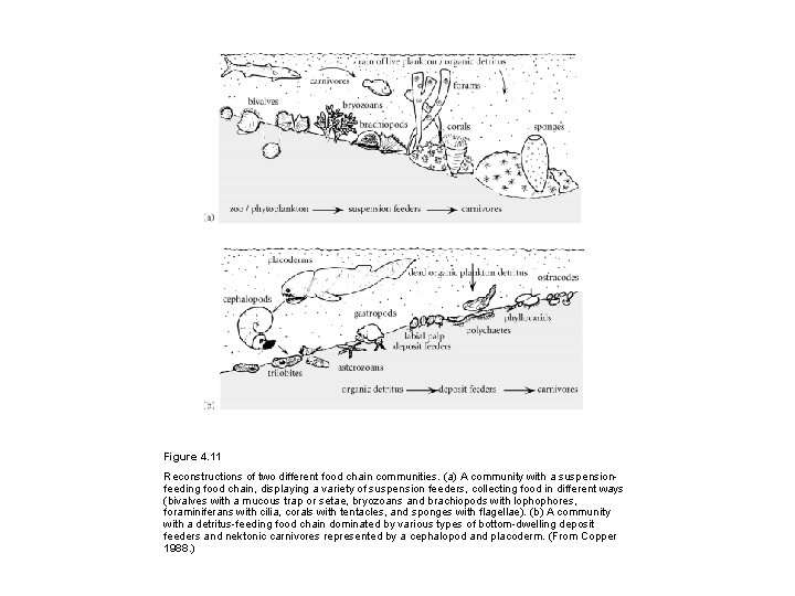 Figure 4. 11 Reconstructions of two different food chain communities. (a) A community with