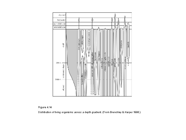 Figure 4. 14 Distribution of living organisms across a depth gradient. (From Brenchley &