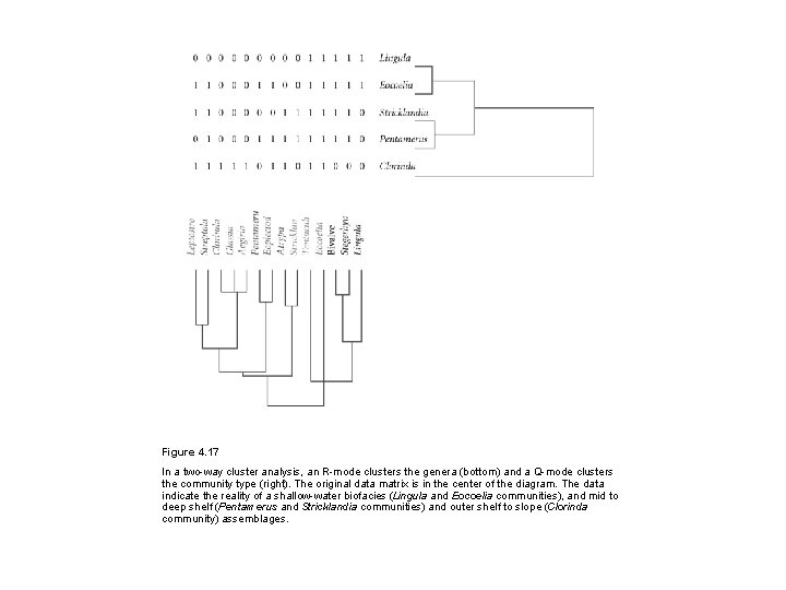 Figure 4. 17 In a two-way cluster analysis, an R-mode clusters the genera (bottom)