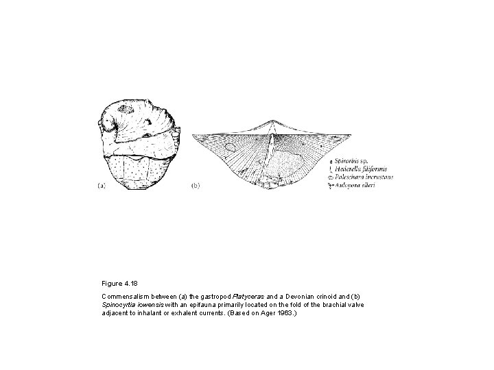 Figure 4. 18 Commensalism between (a) the gastropod Platyceras and a Devonian crinoid and