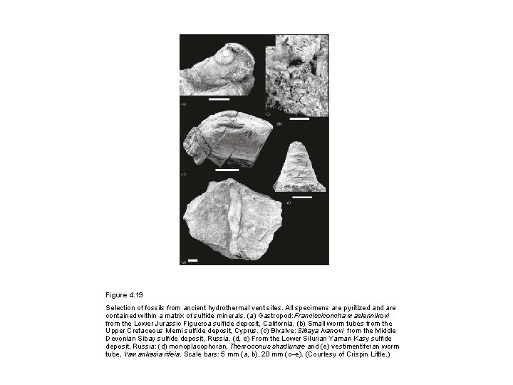 Figure 4. 19 Selection of fossils from ancient hydrothermal vent sites. All specimens are