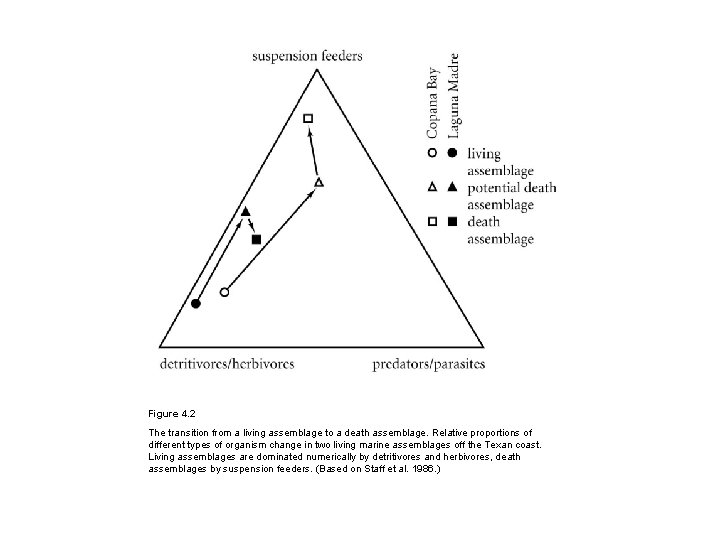 Figure 4. 2 The transition from a living assemblage to a death assemblage. Relative