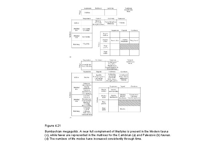 Figure 4. 21 Bambachian megaguilds. A near full complement of lifestyles is present in