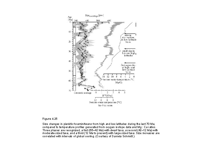 Figure 4. 25 Size changes in planktic foraminiferans from high and low latitudes during