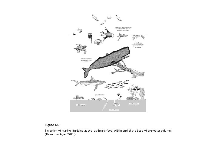 Figure 4. 8 Selection of marine lifestyles above, at the surface, within and at