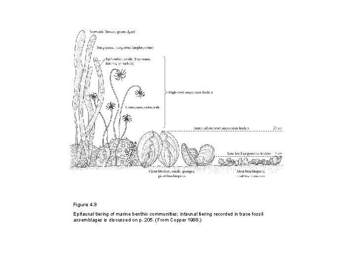 Figure 4. 9 Epifaunal tiering of marine benthic communities; infaunal tiering recorded in trace