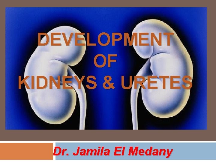 DEVELOPMENT OF KIDNEYS & URETES Dr. Jamila El Medany 