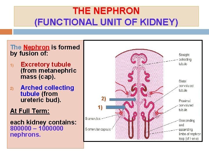 THE NEPHRON (FUNCTIONAL UNIT OF KIDNEY) The Nephron is formed by fusion of: 1)