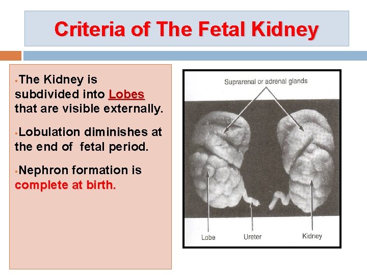 Criteria of The Fetal Kidney The Kidney is subdivided into Lobes that are visible