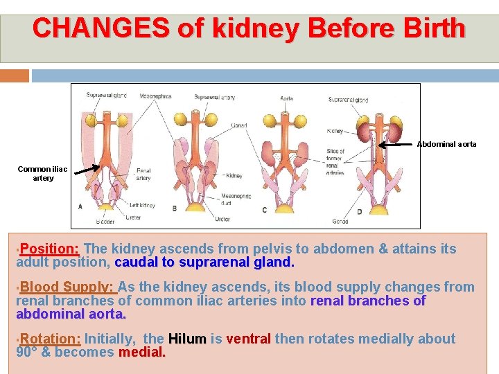 CHANGES of kidney Before Birth Abdominal aorta Common iliac artery Position: The kidney ascends