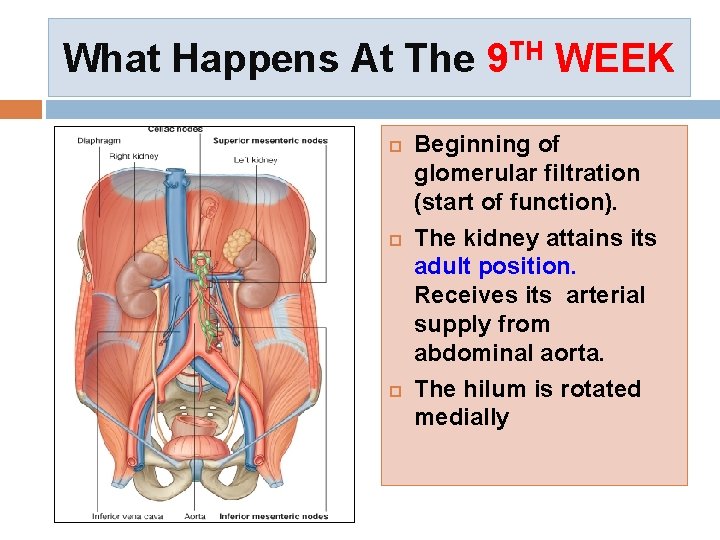 What Happens At The 9 TH WEEK Beginning of glomerular filtration (start of function).