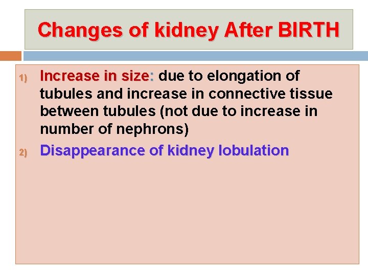 Changes of kidney After BIRTH 1) 2) Increase in size: due to elongation of