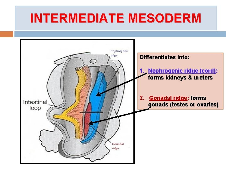 INTERMEDIATE MESODERM Differentiates into: 1. Nephrogenic ridge (cord): forms kidneys & ureters 2. Gonadal