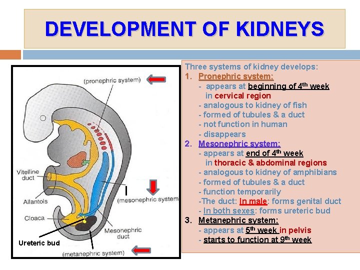 DEVELOPMENT OF KIDNEYS Ureteric bud Three systems of kidney develops: 1. Pronephric system: -