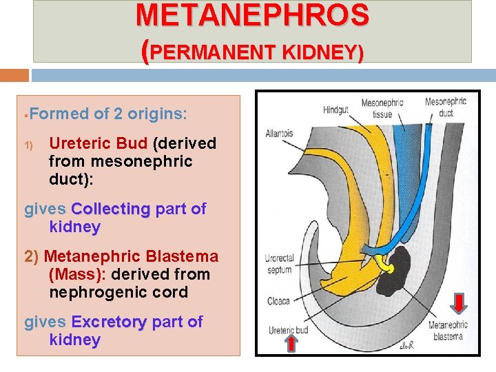 METANEPHROS (PERMANENT KIDNEY) § Formed of 2 origins: 1) Ureteric Bud (derived from mesonephric