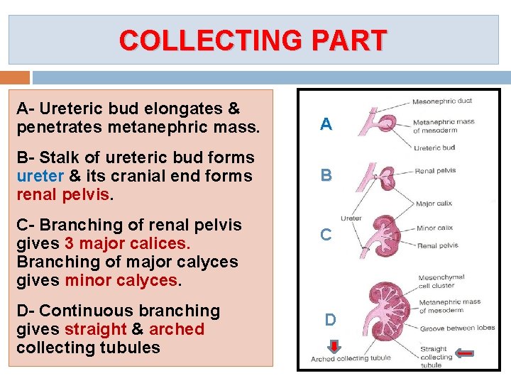 COLLECTING PART A- Ureteric bud elongates & penetrates metanephric mass. A B- Stalk of