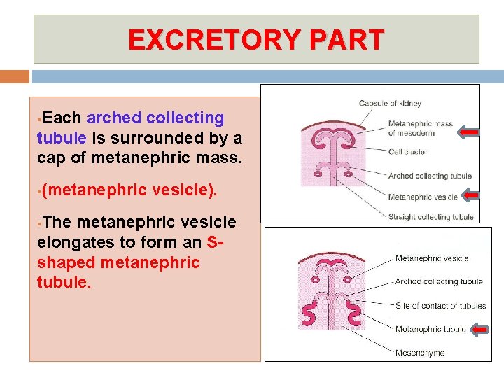 EXCRETORY PART Each arched collecting tubule is surrounded by a cap of metanephric mass.