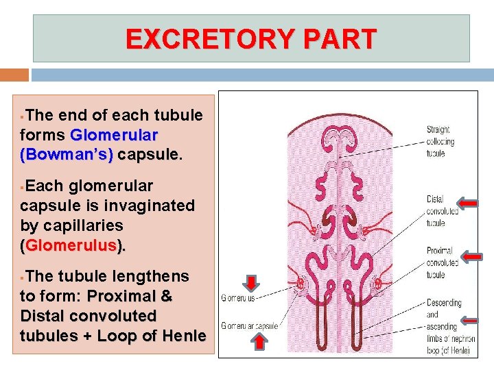 EXCRETORY PART The end of each tubule forms Glomerular (Bowman’s) capsule § Each glomerular