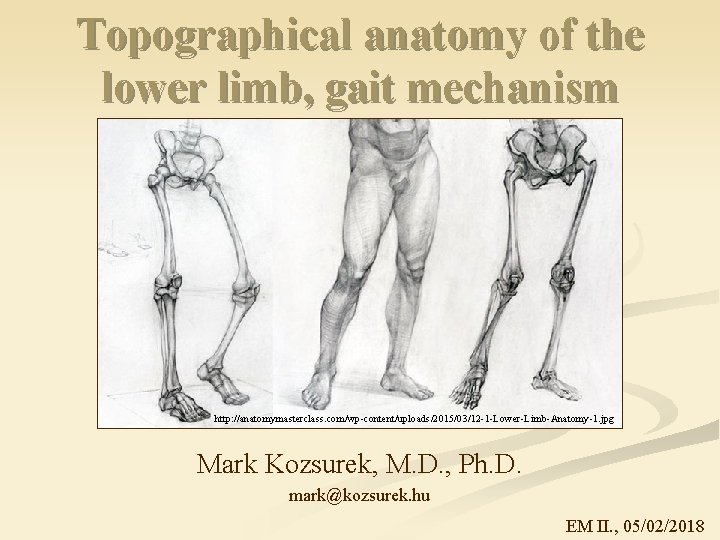 Topographical anatomy of the lower limb, gait mechanism http: //anatomymasterclass. com/wp-content/uploads/2015/03/12 -1 -Lower-Limb-Anatomy-1. jpg