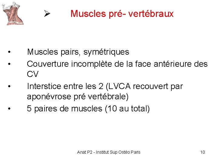 Ø • • Muscles pré- vertébraux Muscles pairs, symétriques Couverture incomplète de la face Ø • • Muscles pré- vertébraux Muscles pairs, symétriques Couverture incomplète de la face