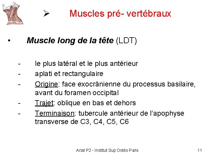 Ø • Muscles pré- vertébraux Muscle long de la tête (LDT) - le plus Ø • Muscles pré- vertébraux Muscle long de la tête (LDT) - le plus