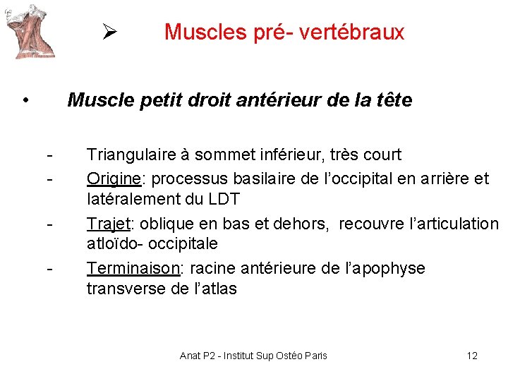 Ø • Muscles pré- vertébraux Muscle petit droit antérieur de la tête - Triangulaire Ø • Muscles pré- vertébraux Muscle petit droit antérieur de la tête - Triangulaire