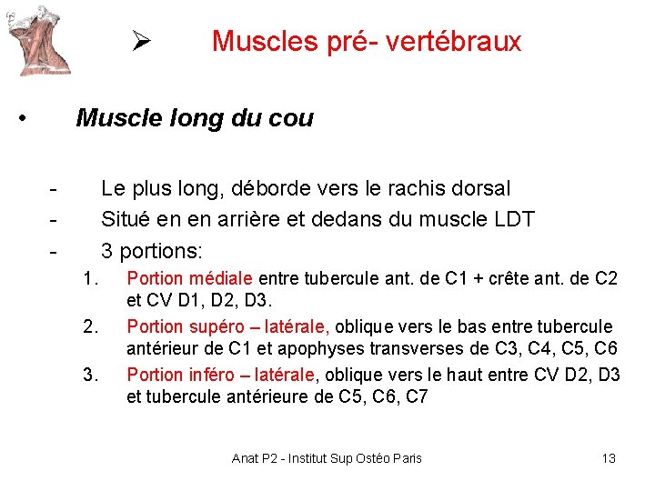 Ø • Muscles pré- vertébraux Muscle long du cou - Le plus long, déborde Ø • Muscles pré- vertébraux Muscle long du cou - Le plus long, déborde