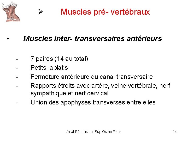 Ø • Muscles pré- vertébraux Muscles inter- transversaires antérieurs - 7 paires (14 au Ø • Muscles pré- vertébraux Muscles inter- transversaires antérieurs - 7 paires (14 au