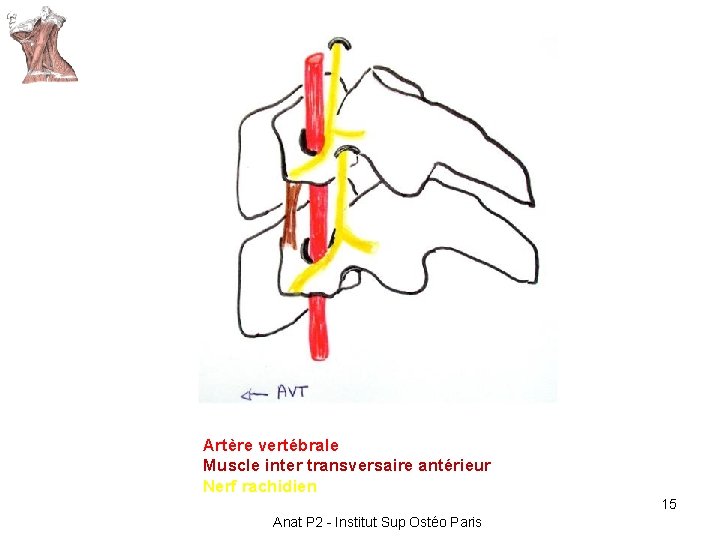 Artère vertébrale Muscle inter transversaire antérieur Nerf rachidien 15 Anat P 2 - Institut Artère vertébrale Muscle inter transversaire antérieur Nerf rachidien 15 Anat P 2 - Institut