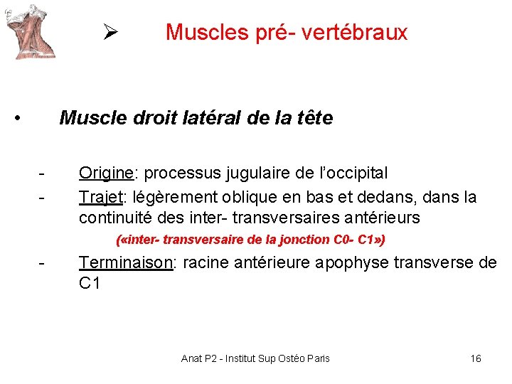 Ø • Muscles pré- vertébraux Muscle droit latéral de la tête - Origine: processus Ø • Muscles pré- vertébraux Muscle droit latéral de la tête - Origine: processus