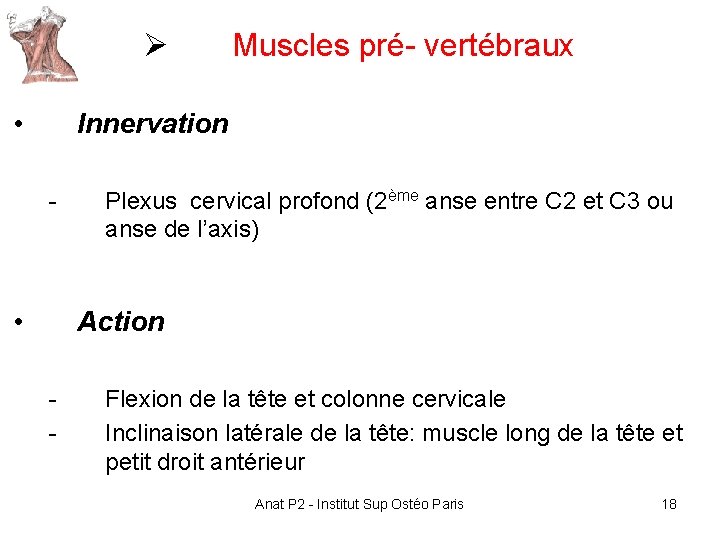 Ø • Muscles pré- vertébraux Innervation - • Plexus cervical profond (2ème anse entre Ø • Muscles pré- vertébraux Innervation - • Plexus cervical profond (2ème anse entre