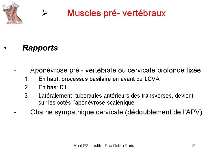Ø • Muscles pré- vertébraux Rapports - Aponévrose pré - vertébrale ou cervicale profonde Ø • Muscles pré- vertébraux Rapports - Aponévrose pré - vertébrale ou cervicale profonde