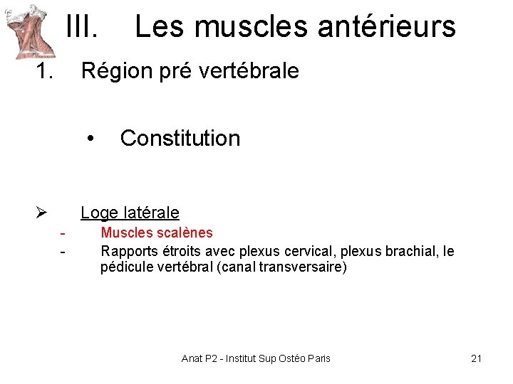III. Les muscles antérieurs 1. Région pré vertébrale • Ø Constitution Loge latérale - III. Les muscles antérieurs 1. Région pré vertébrale • Ø Constitution Loge latérale -