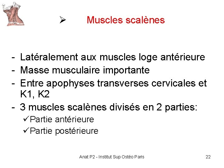 Ø Muscles scalènes - Latéralement aux muscles loge antérieure - Masse musculaire importante - Ø Muscles scalènes - Latéralement aux muscles loge antérieure - Masse musculaire importante -
