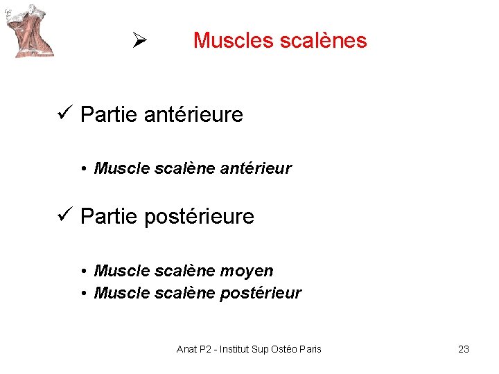 Ø Muscles scalènes ü Partie antérieure • Muscle scalène antérieur ü Partie postérieure • Ø Muscles scalènes ü Partie antérieure • Muscle scalène antérieur ü Partie postérieure •