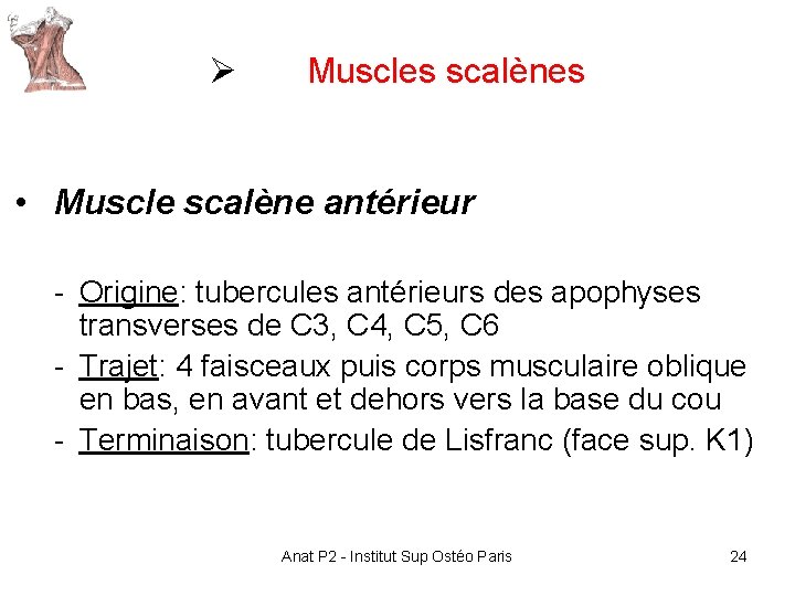 Ø Muscles scalènes • Muscle scalène antérieur - Origine: tubercules antérieurs des apophyses transverses Ø Muscles scalènes • Muscle scalène antérieur - Origine: tubercules antérieurs des apophyses transverses