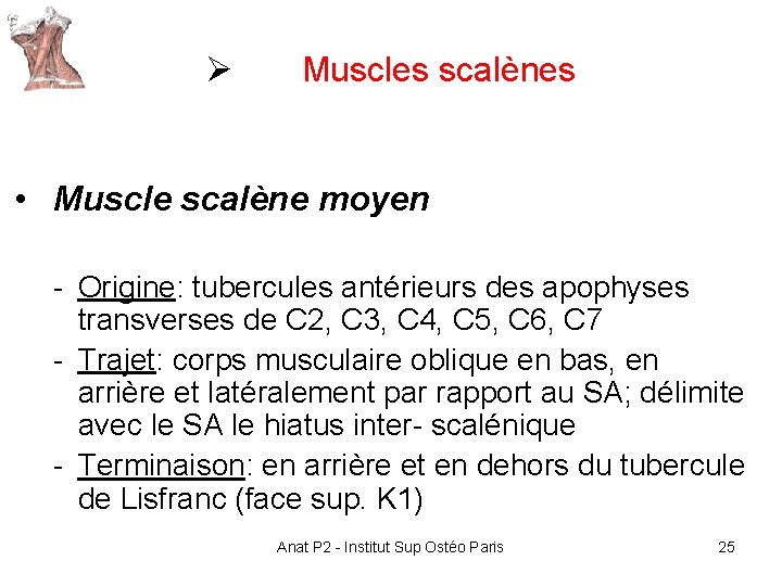 Ø Muscles scalènes • Muscle scalène moyen - Origine: tubercules antérieurs des apophyses transverses Ø Muscles scalènes • Muscle scalène moyen - Origine: tubercules antérieurs des apophyses transverses