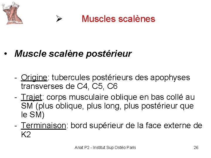 Ø Muscles scalènes • Muscle scalène postérieur - Origine: tubercules postérieurs des apophyses transverses Ø Muscles scalènes • Muscle scalène postérieur - Origine: tubercules postérieurs des apophyses transverses